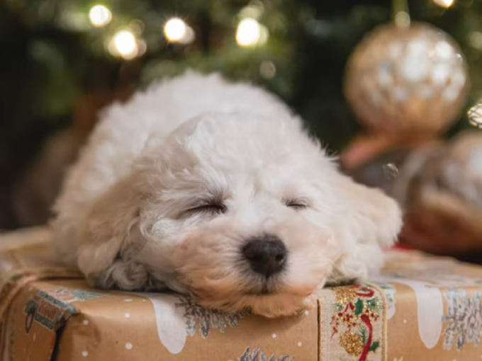 We love our pets, they came to the party too